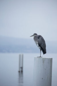 Heron, Cully, Vaud, Switzerland Heron, Cully, Vaud, Switzerland